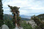 Bristlecone pine