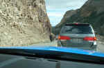 This bison decided the road was the most convenient way to get where he was going.