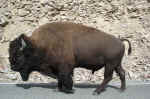 This bison walked right by our car