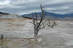 The hot springs terraces at Mammoth.