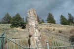 There used to be three petrified trees in the Tower-Roosevelt area, but two were destroyed before the park was established.